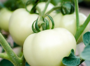 white-tomato