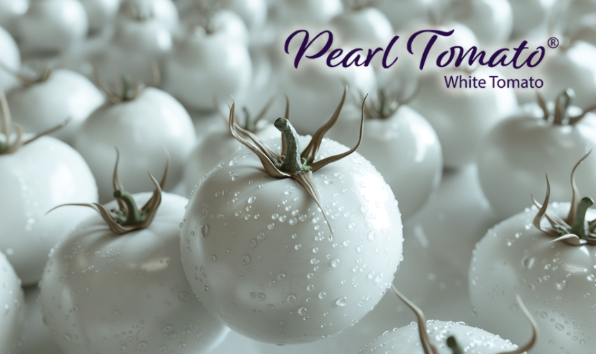 white-tomatoes-vesta-nutra