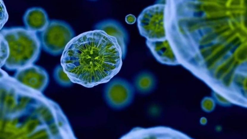 UltraFucoidan – Innovative Marine Biotechnologies UltraFucoidan