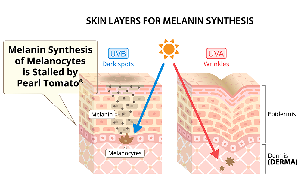 structure-of-the-skin_1-2