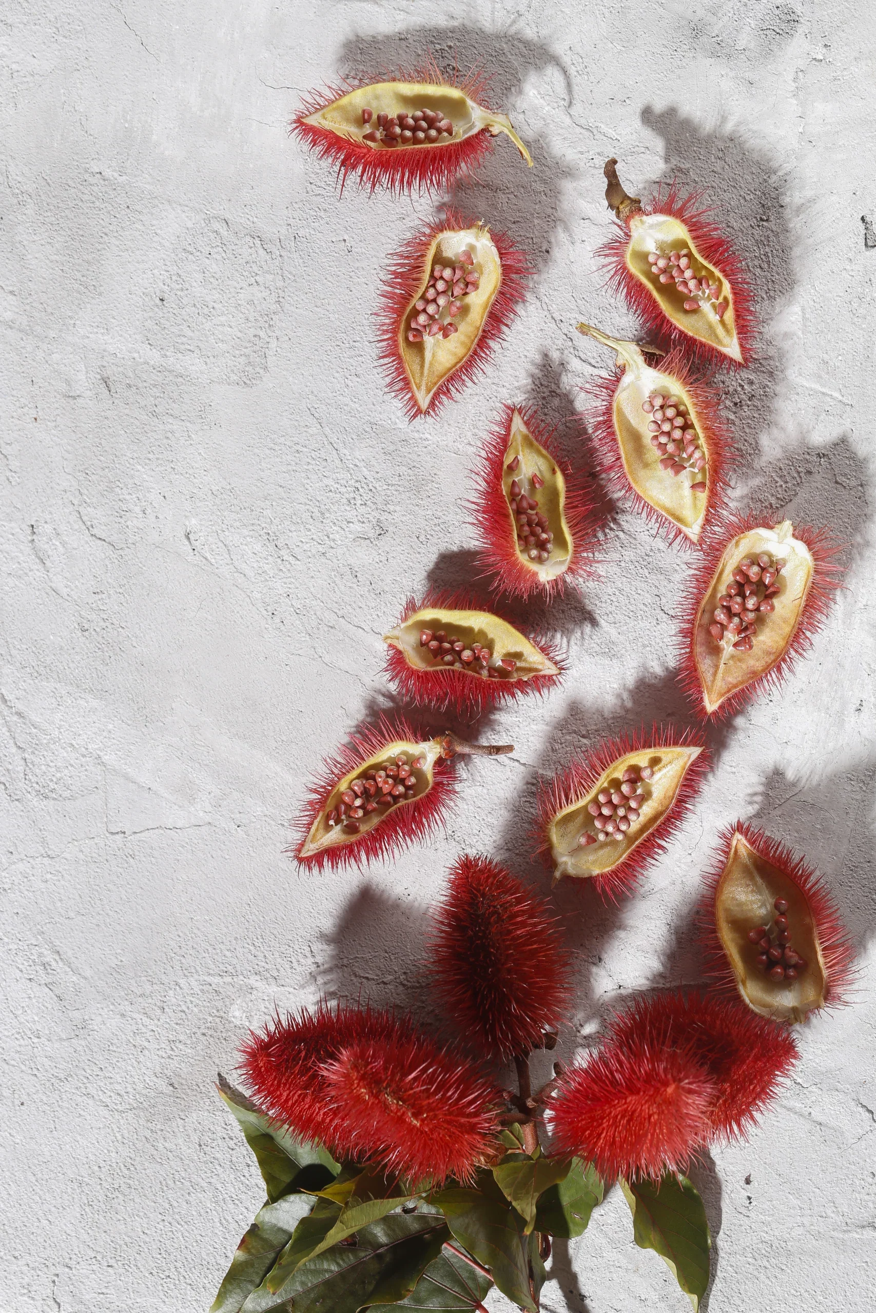 Annatto seeds, Onoto, Annatto, Bixa orellana, natural red pigment