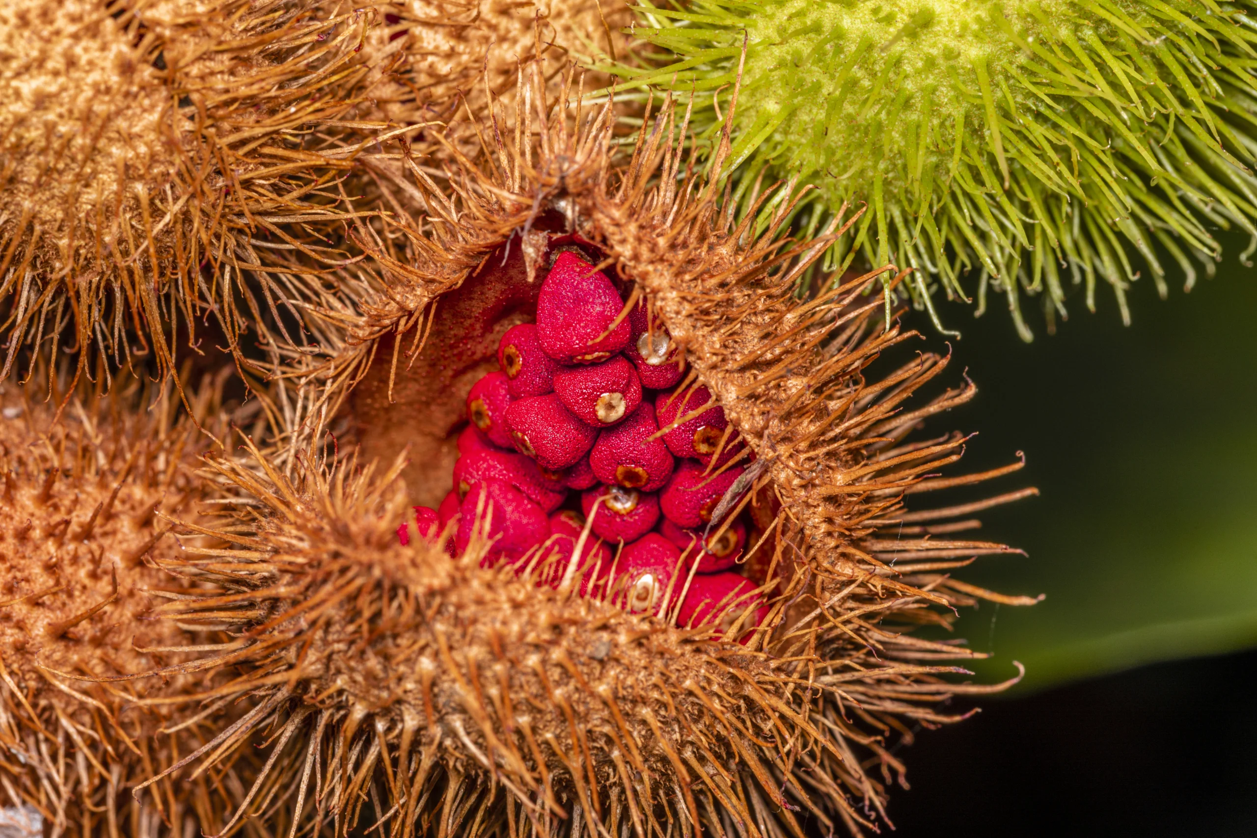 Macro photography of annatto, lipstick plant (Bixa orellana), Ac